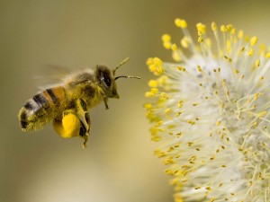 bee-collecting-pollen