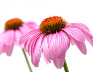 echinacea1