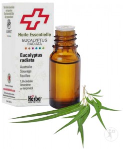 eucalyptus-radiata-10ml