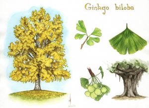 ginkgo_biloba_____by_maiwenn