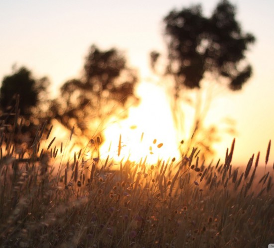 field_weeds-wallpaper-1280x800